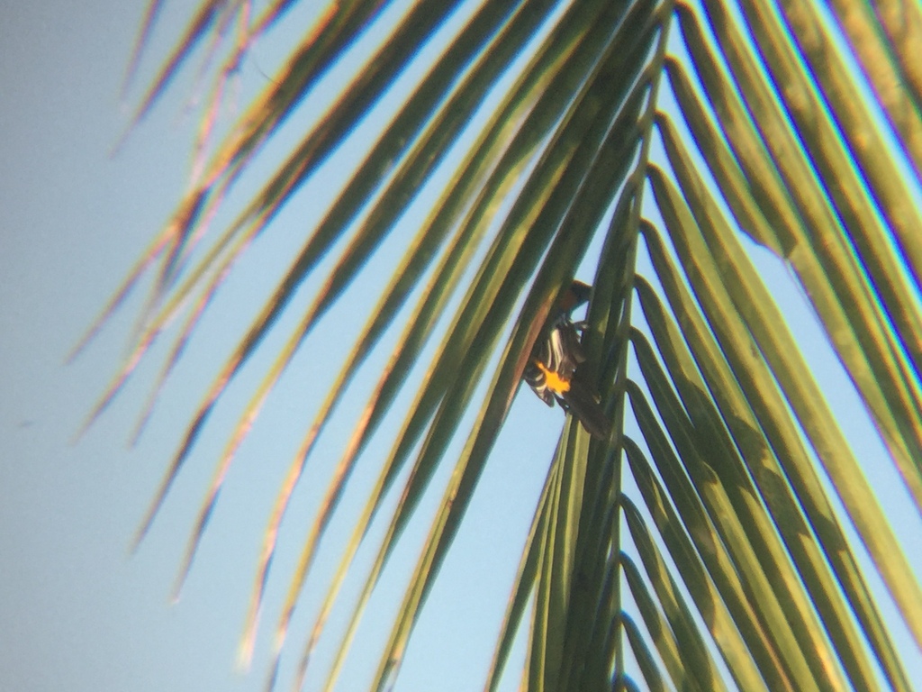 New World Orioles From Mazunte Oax M Xico On November