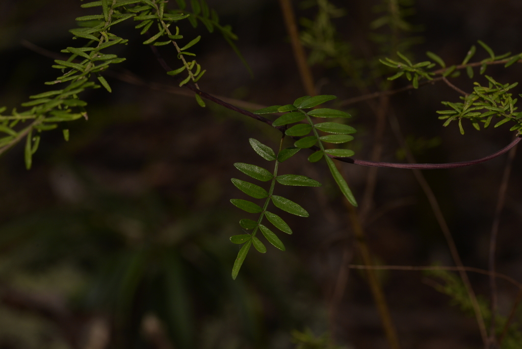 Wonga Vine From Bucca Nsw Australia On November At