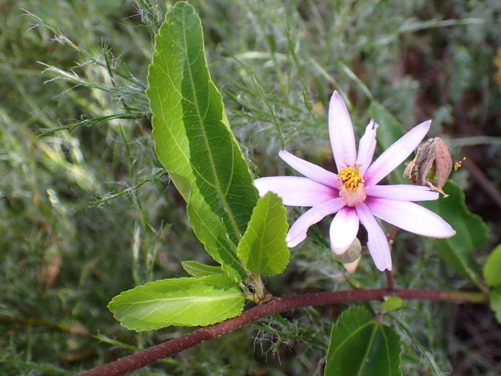 Crossberry From Brenton On Sea South Cape South Africa On November 27