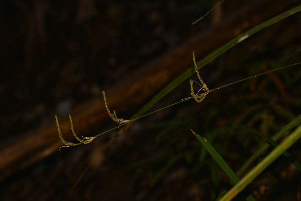 Settler S Flax From Bucca Nsw Australia On November At