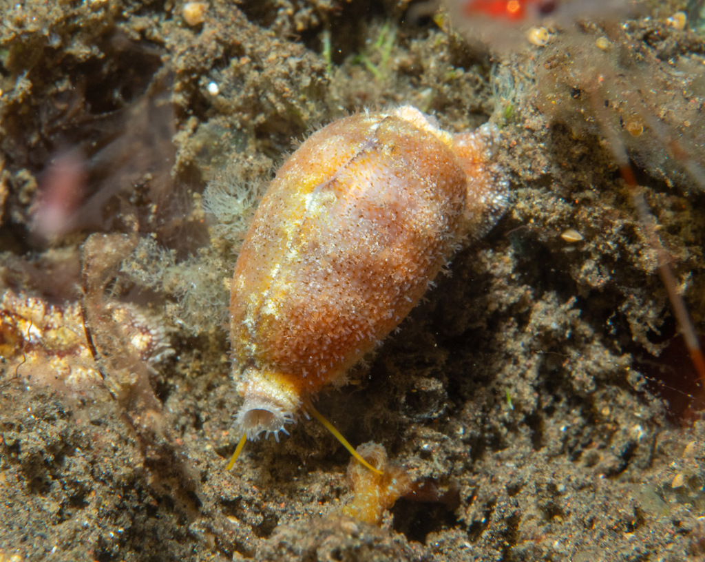 Contaminated Cowrie From Tianyar Kubu Karangasem Regency Bali