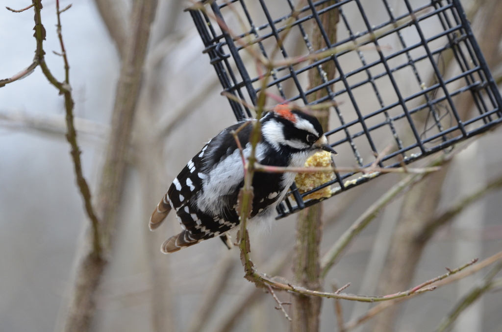 Downy Woodpecker From Edenbridge Humber Valley Toronto ON Canada On