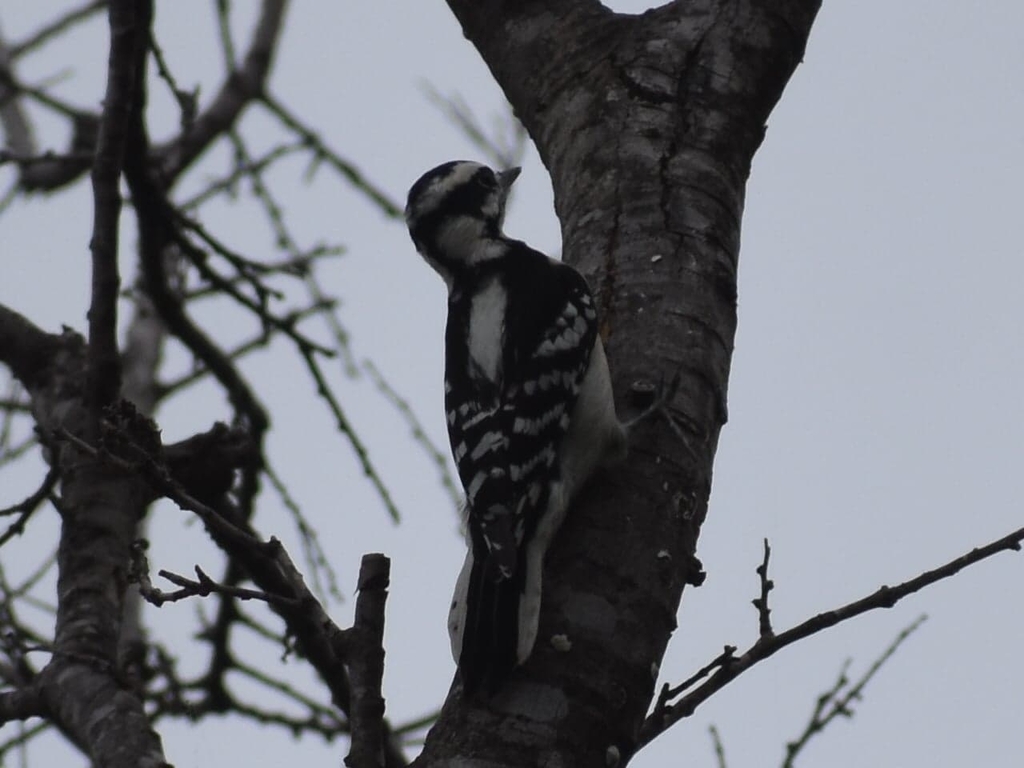 Downy Woodpecker From Austin TX 78725 USA On November 29 2023 By