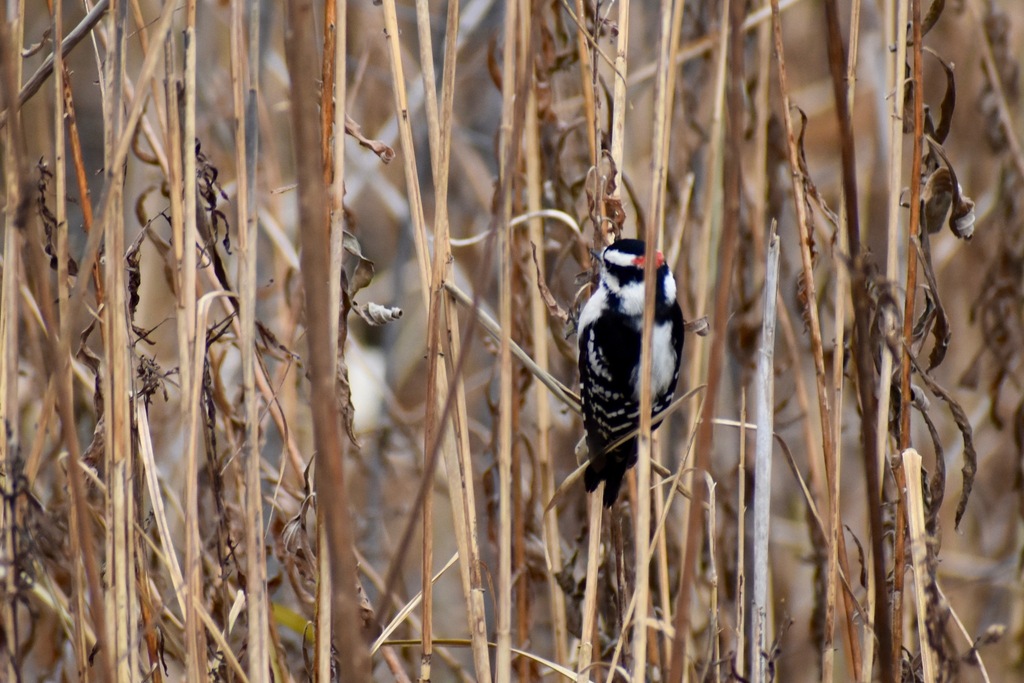 Downy Woodpecker from Rosemère QC Canada on November 29 2023 at 12