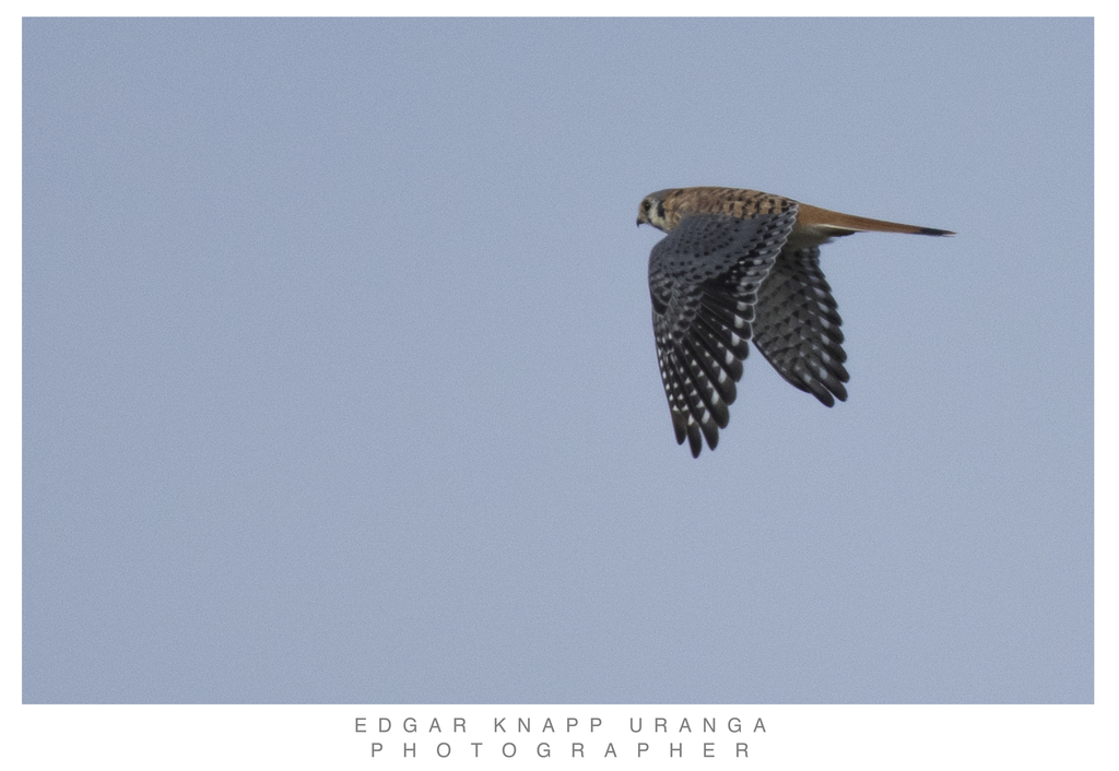 American Kestrel from 37888 Corral de Piedras de Arriba Gto México