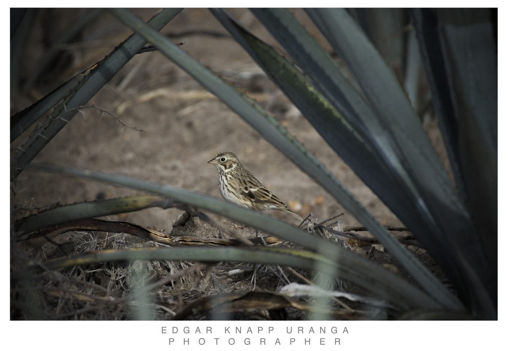 Lark Sparrow from 37888 Corral de Piedras de Arriba Gto México on