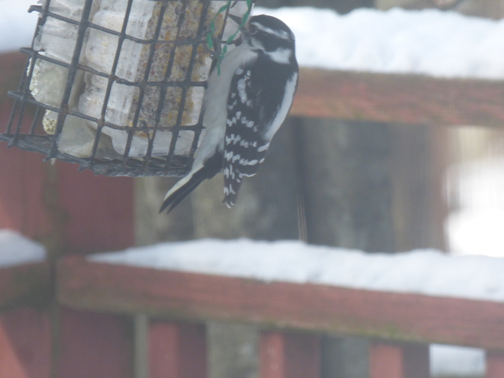 Downy Woodpecker From Lennox And Addington County On Canada On