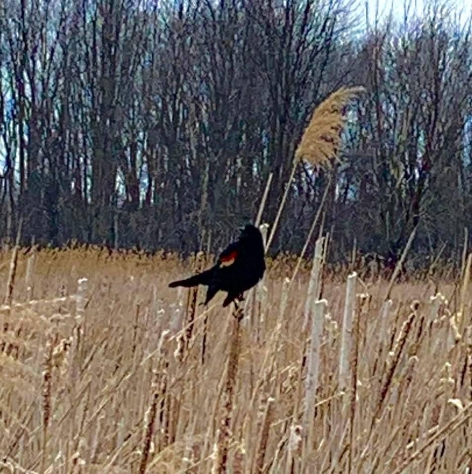 Red Winged Blackbird From Metropolitan Pkwy Harrison Township MI US