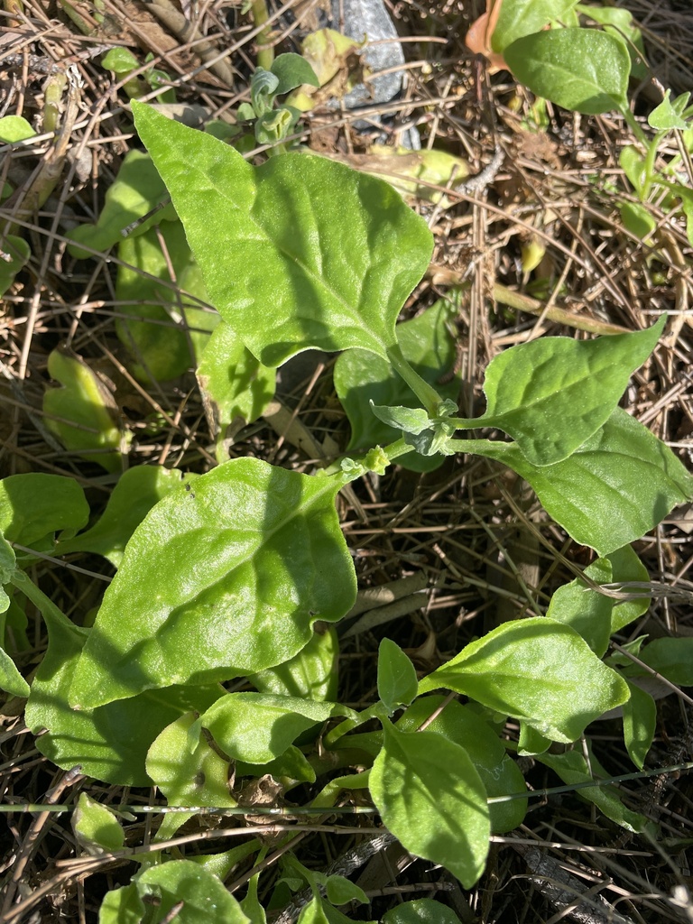 New Zealand Spinach From Moreton Bay Marine Park Redland Bay Qld Au