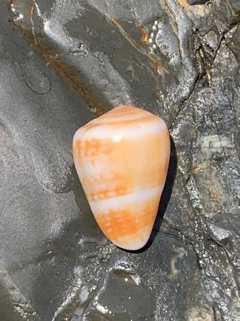 Black End Cone From Yuraygir National Park Barcoongere NSW AU On