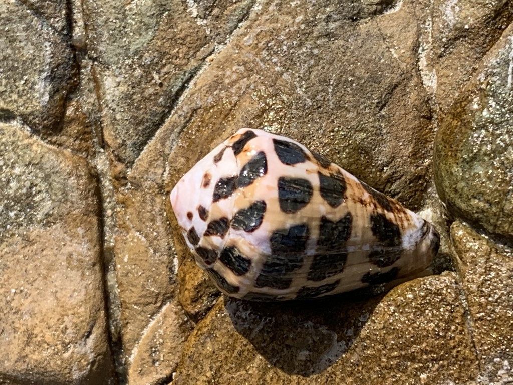 Black And White Cone Snail From Yuraygir National Park Barcoongere