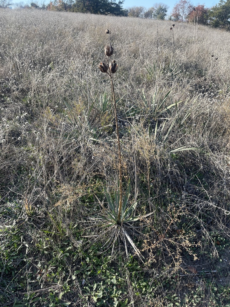 Arkansas Yucca From View St Fort Worth TX US On December 2 2023 At