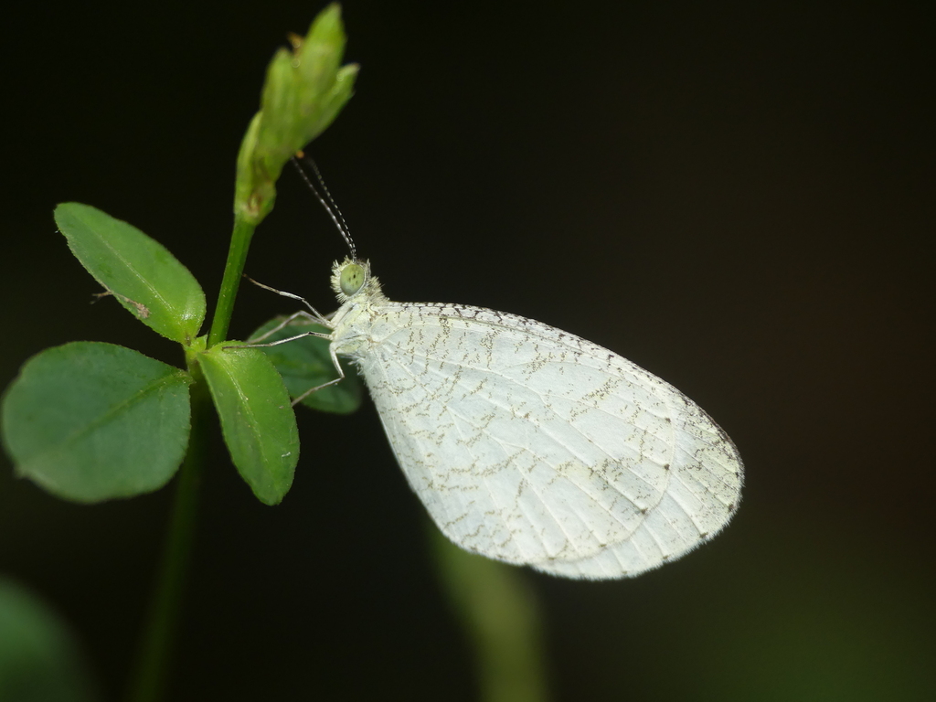 Psyche From Weavers Colony Nagercoil Tamil Nadu India On August