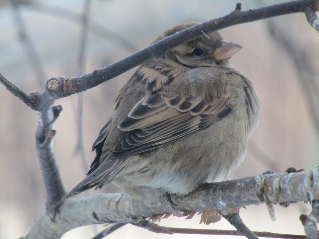 House Sparrow from Тобольск Тюменская обл Россия on December 4 2023