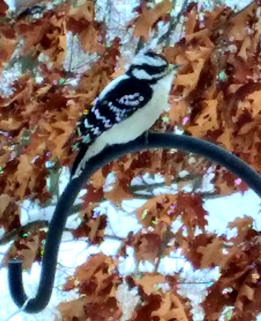 Downy Woodpecker From Parma OH USA On November 28 2023 At 09 41 AM