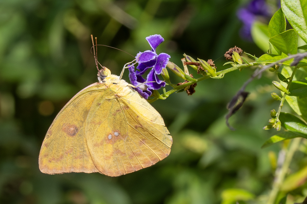 Cloudless Sulphur From Progreso Lakes TX 78596 USA On November 6