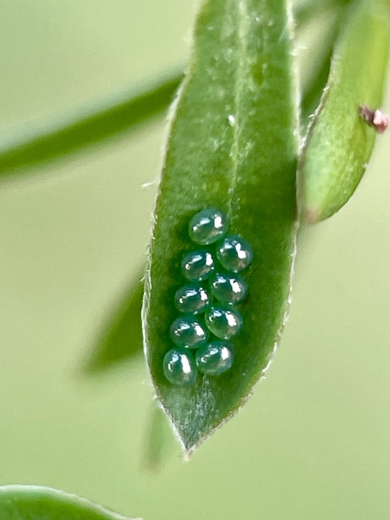 Insects From Boundary Tk E Frankston South Vic Au On December