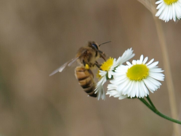 Western Honey Bee From Saint Maurice De Rotherens Saint Genix Les