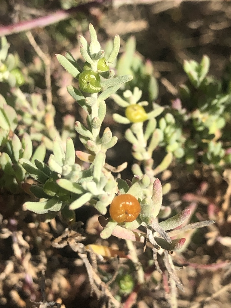 Barrier Saltbush From Rocky Bend Rd Nalyappa SA AU On September 20