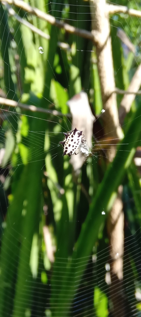 Spinybacked Orbweaver From Q R M Xico On December At