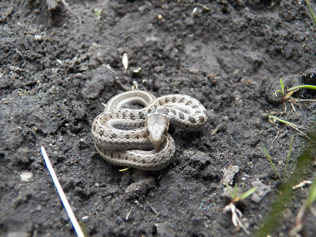 Garter Snakes from Amecameca Méx México on October 11 2015 at 02 07