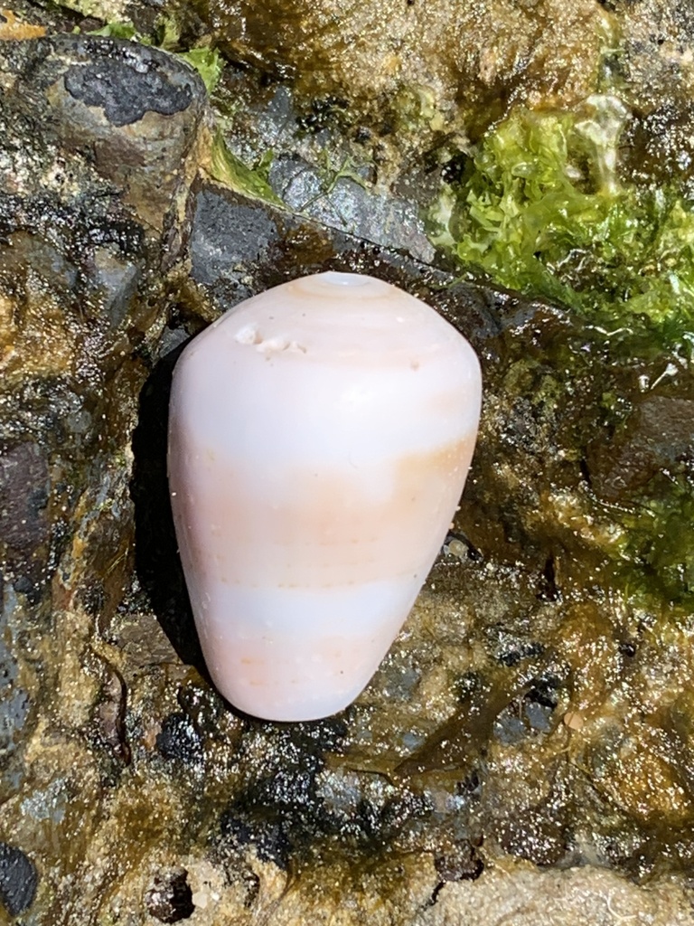 Thousand Spot Cone From Yuraygir National Park Barcoongere Nsw Au On