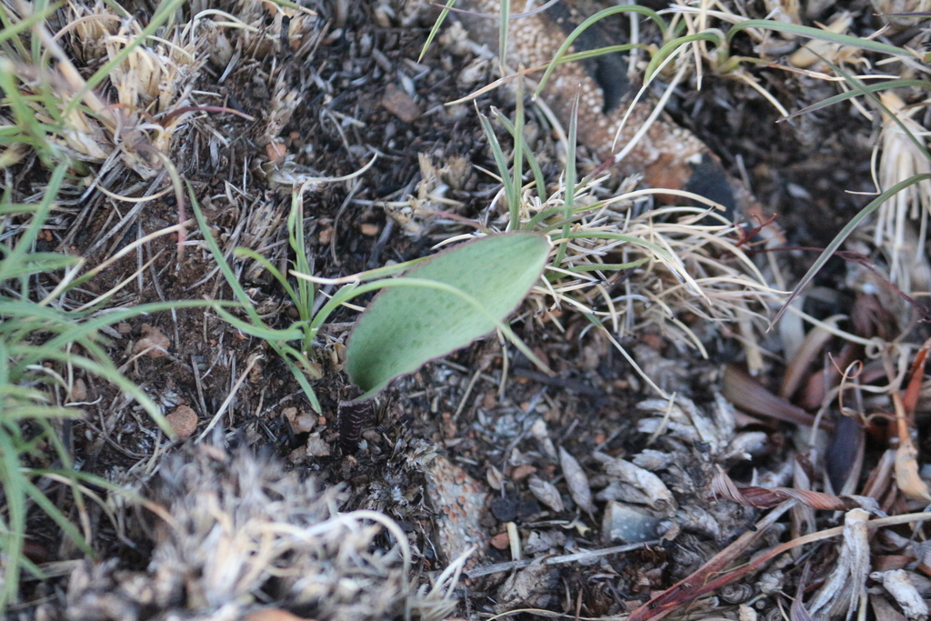 Hyacinth Tribe From Carletonville 2499 South Africa On December 7