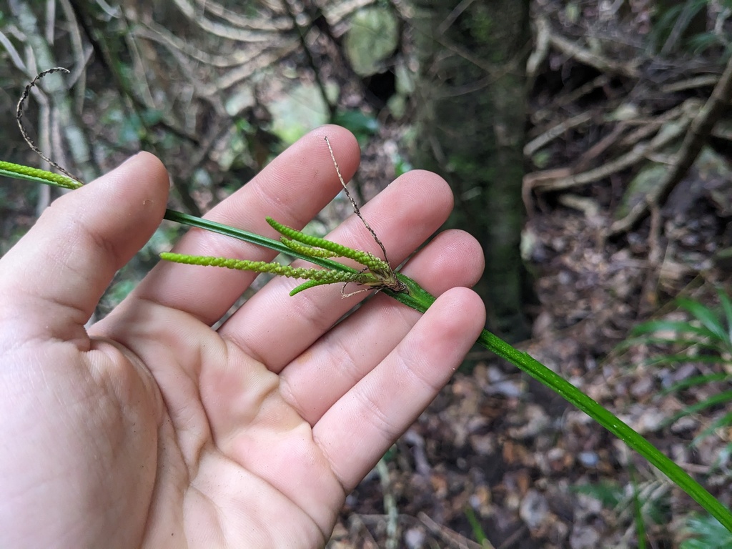 Settler S Flax From Valla Nsw Australia On November At