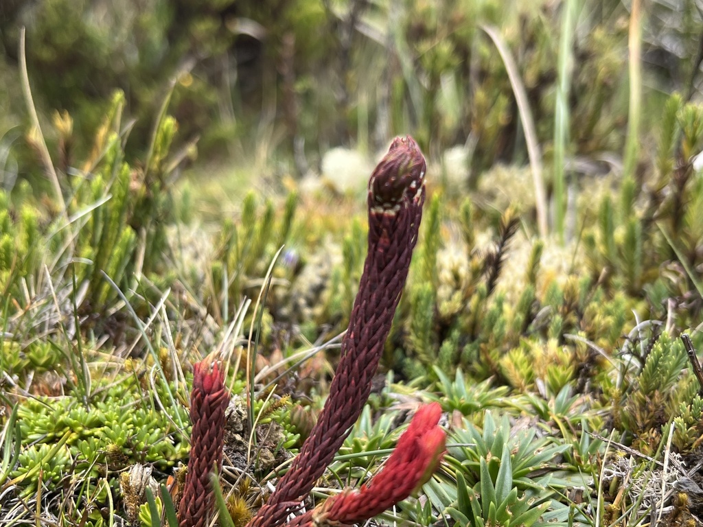 Thick Firmoss From Parque Nacional Cajas Cuenca Azuay EC On December