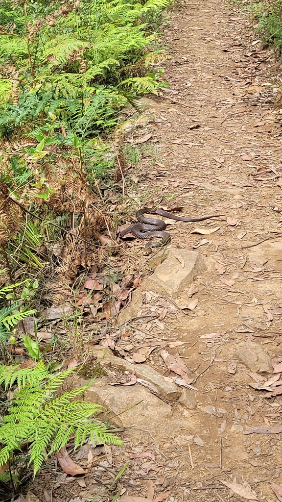 Australian Copperheads From Marysville Vic Australia On December