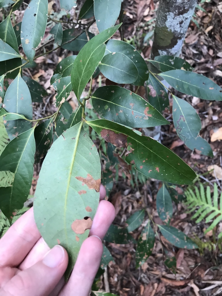 Cryptocarya From Sunshine Coast Hinterland Great Walk North Maleny