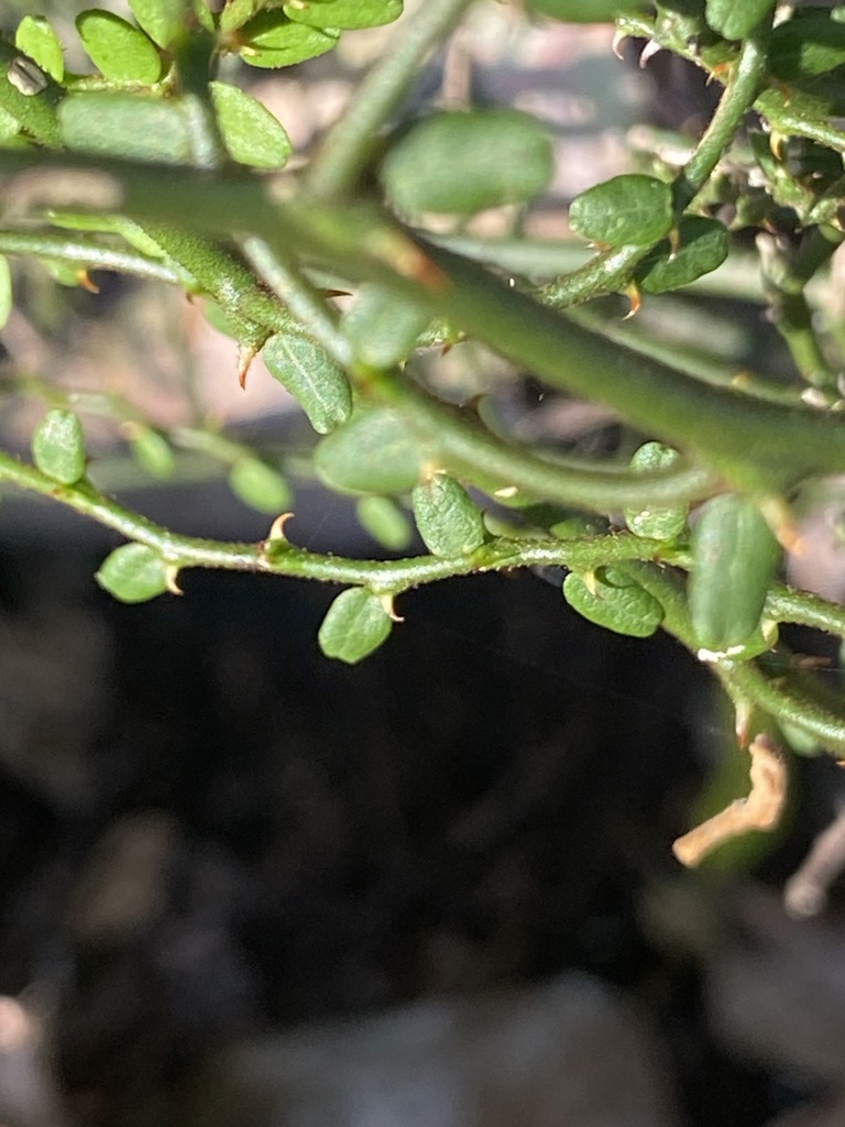 Scrambling Caper From Stockyard Qld Australia On December