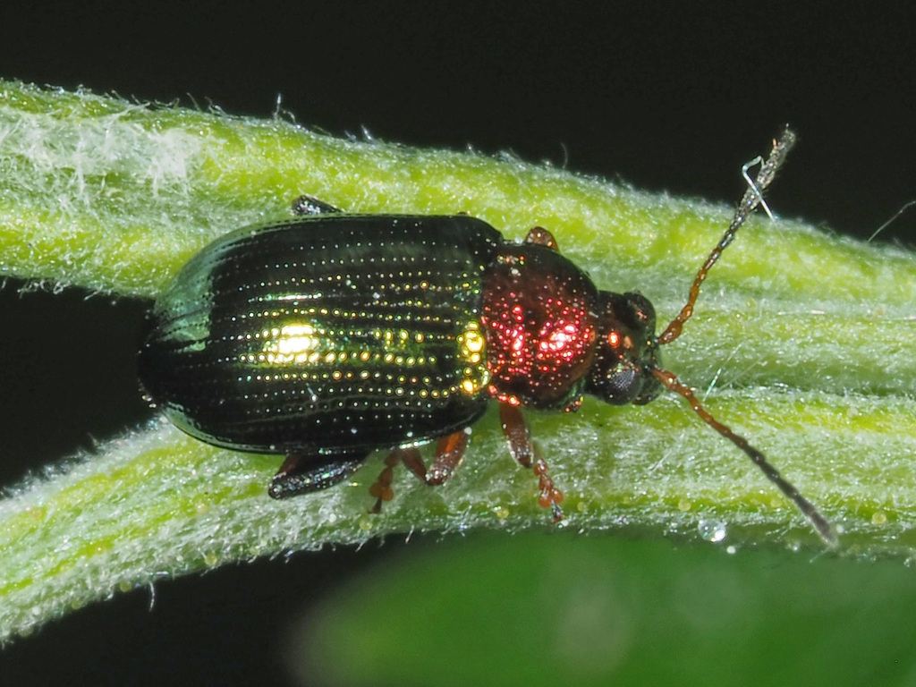 Willow Flea Beetle From Rott Grafing Imming Neumarkt Sankt Veit