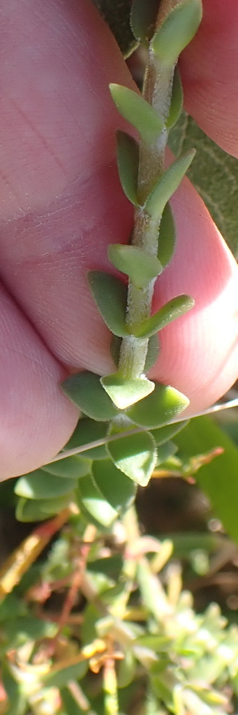 Heath Stonecrop From Brenton On Sea South Africa On November