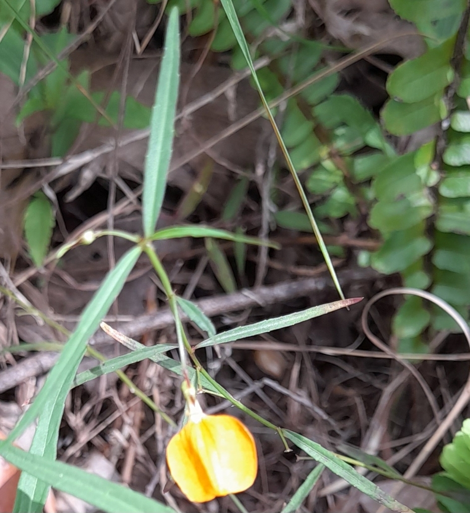 Spade Flower From Sir Samuel Griffith Dr At Mount Coot Tha Mount Coot