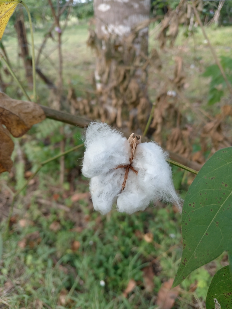 Upland Cotton From Las Tablas Provincia De Los Santos Panam On