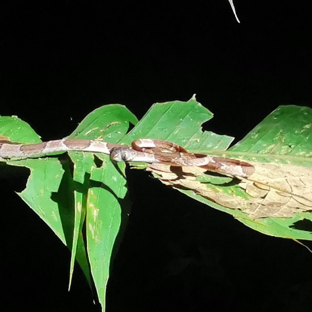 Common Blunt Headed Tree Snake From M8QP RX5 Puntarenas Province