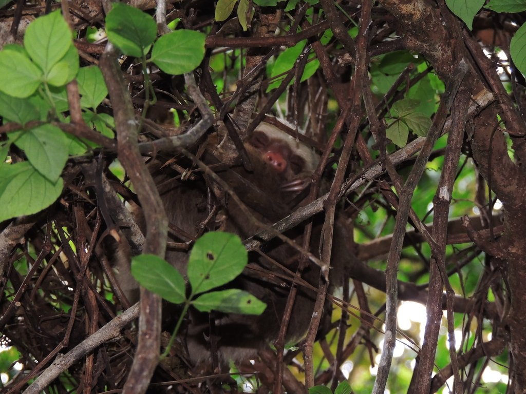 Hoffmann S Two Toed Sloth From Heredia Sarapiqu Barrio Flaminia