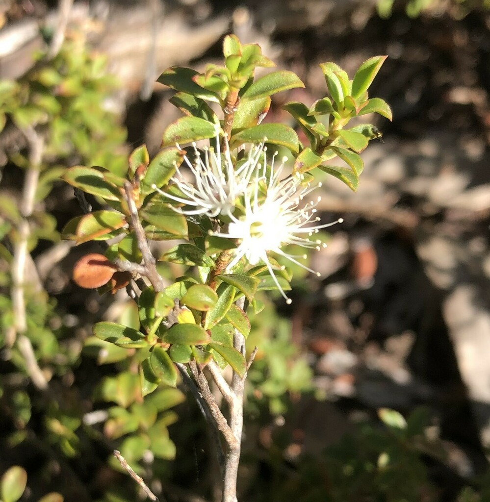 Muntries From Desert Camp Sa Australia On December At