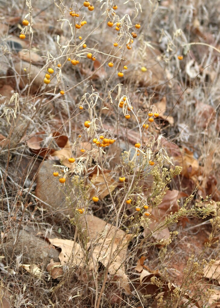 Silverleaf Nightshade From Yavapai County Az Usa On December