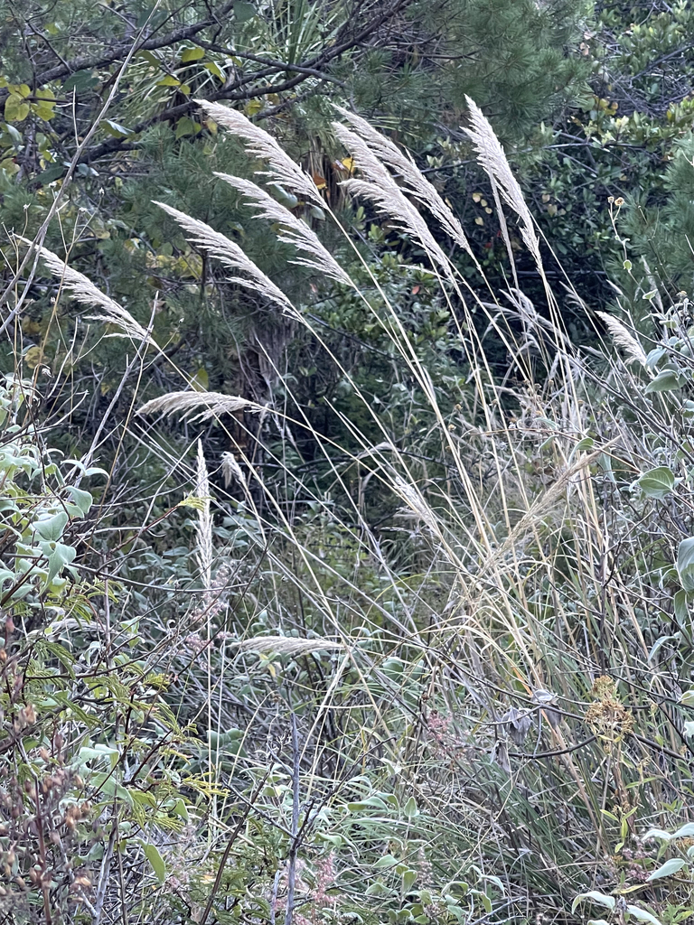 grasses from La Paz B C S México on December 8 2023 at 04 10 PM by