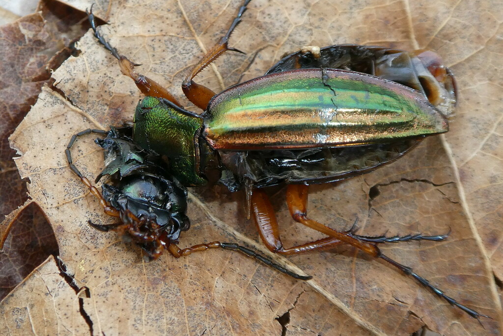 Golden Ground Beetle From Forstenrieder Park Deutschland On May 2