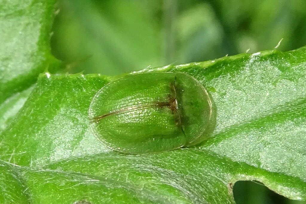 Thistle Tortoise Beetle From Forstenrieder Park Deutschland On May