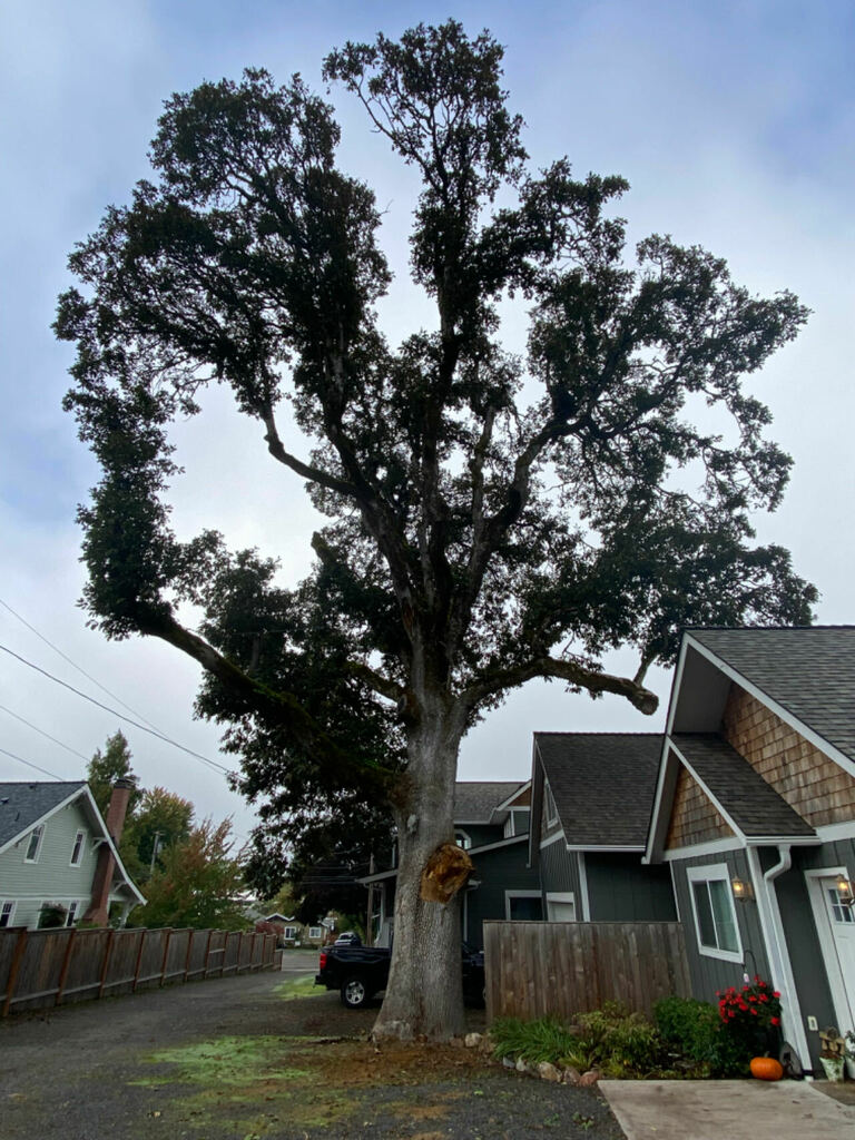 Oregon Oak From Silverton Or Usa On October At