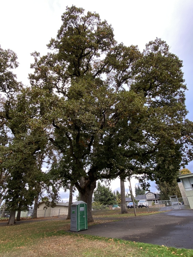 Oregon Oak From Silverton Or Usa On October At