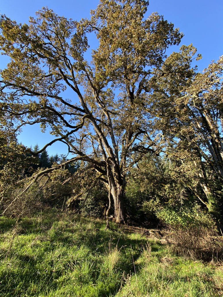 Oregon Oak From Silverton Or Usa On October At