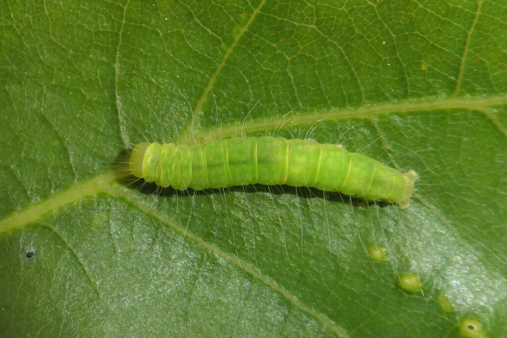 Oak Nycteoline From Forstenrieder Park Deutschland On May 19 2018 At