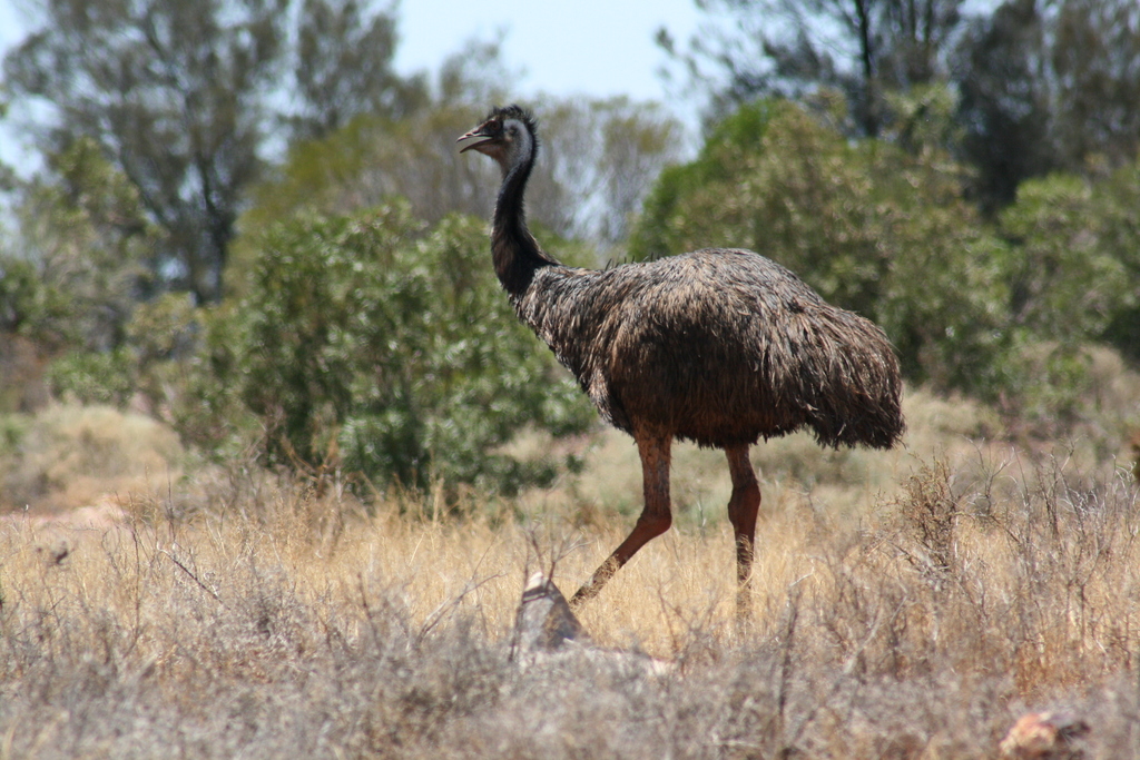 Emu From South Boulder Wa Australia On December At