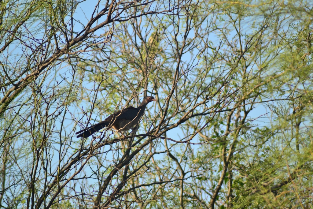 Chaco Chachalaca From Nueve De Julio Santa Fe Argentina On December