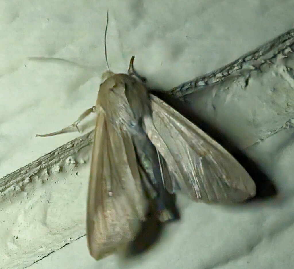 White Speck Moth In December By Wesley Strong Inaturalist